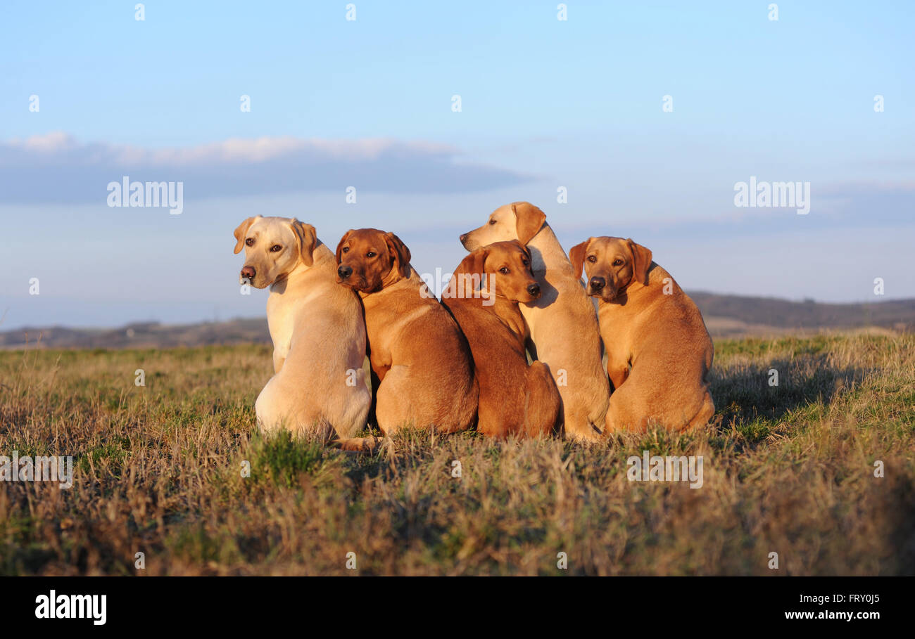 Il Labrador retriever giallo, cinque cani seduti in un prato Foto Stock
