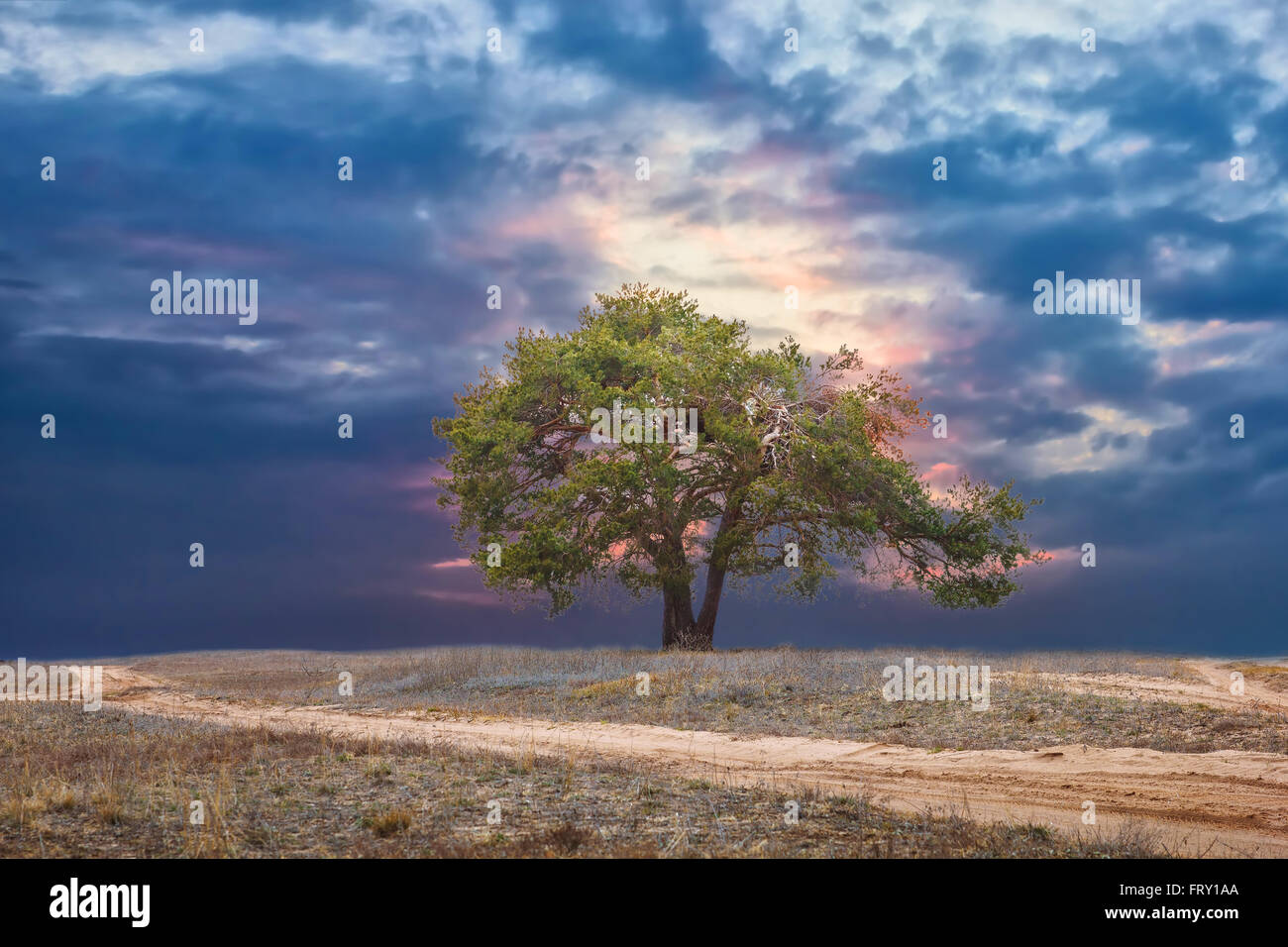 Lonely pino paesaggio al tramonto bellissimo cielo road Foto Stock