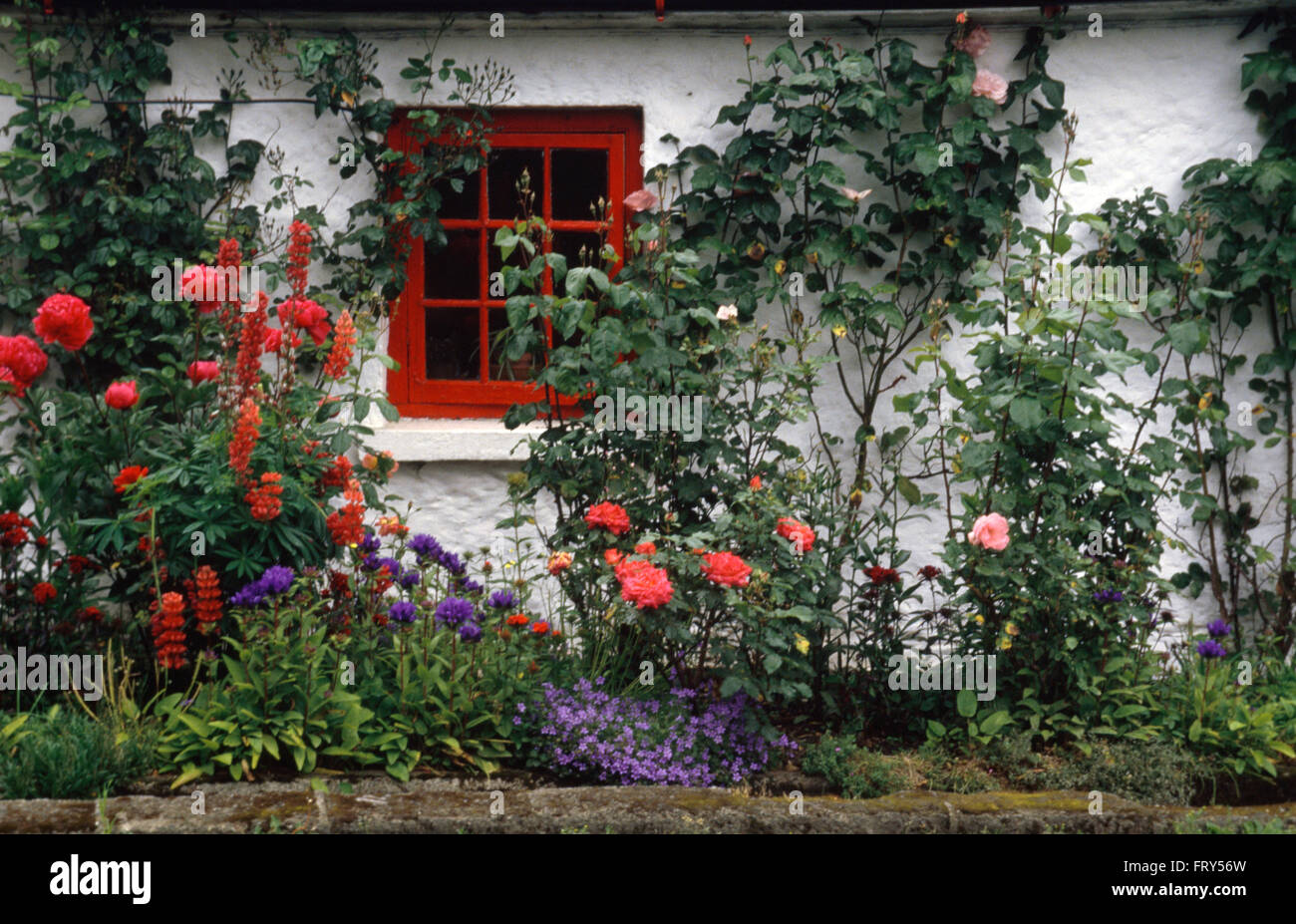 Rose rosse e blu Campanula glomerata superba di frontiera in seguito cottage con una finestra rossa Foto Stock