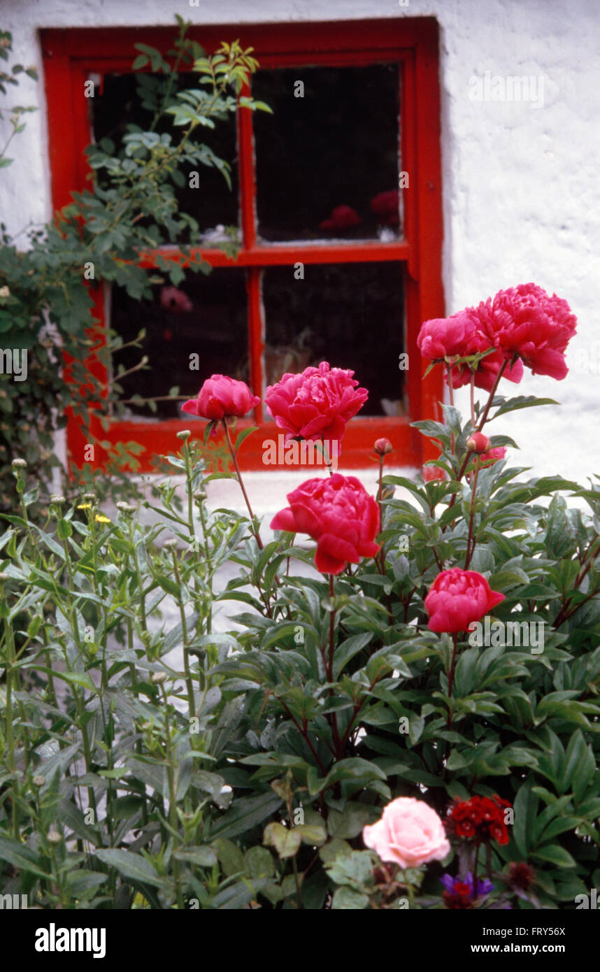 Close-up di deep pink le peonie nella parte anteriore del cottage con una finestra rossa Foto Stock
