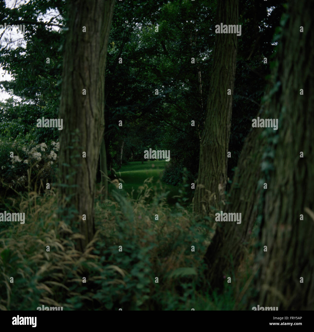 Vista attraverso gli alti alberi di un ampio percorso di erba in un paese grande giardino Foto Stock