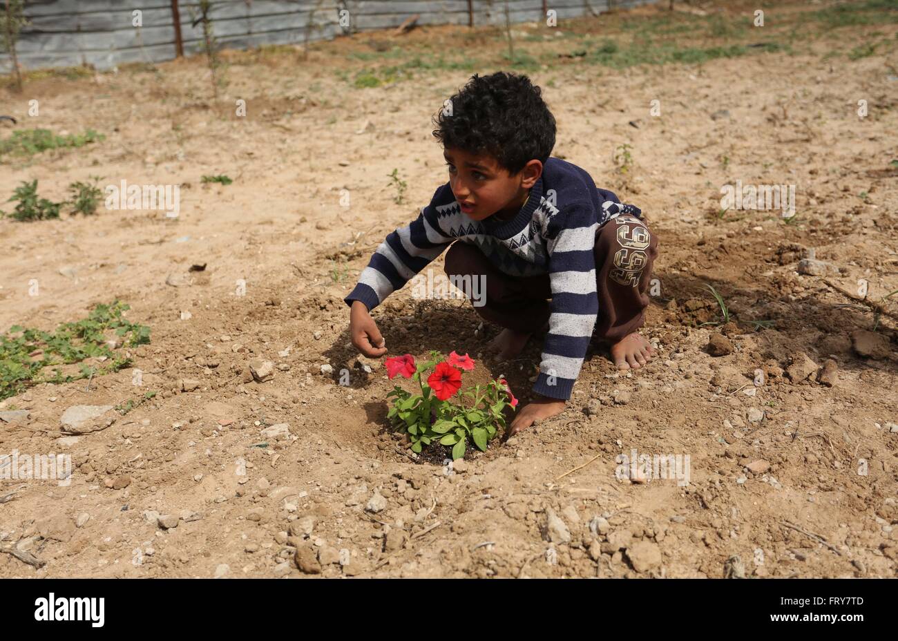 La città di Gaza, Striscia di Gaza, Territori palestinesi. 24 Mar, 2016. Bambini palestinesi sono cresciute le rose durante un raduno impegnativo per la ricostruzione delle loro case distrutte durante la guerra 2014 Shejaiya nel quartiere di Gaza City, il 24 marzo 2016 Credit: Ashraf Amra/immagini APA/ZUMA filo/Alamy Live News Foto Stock