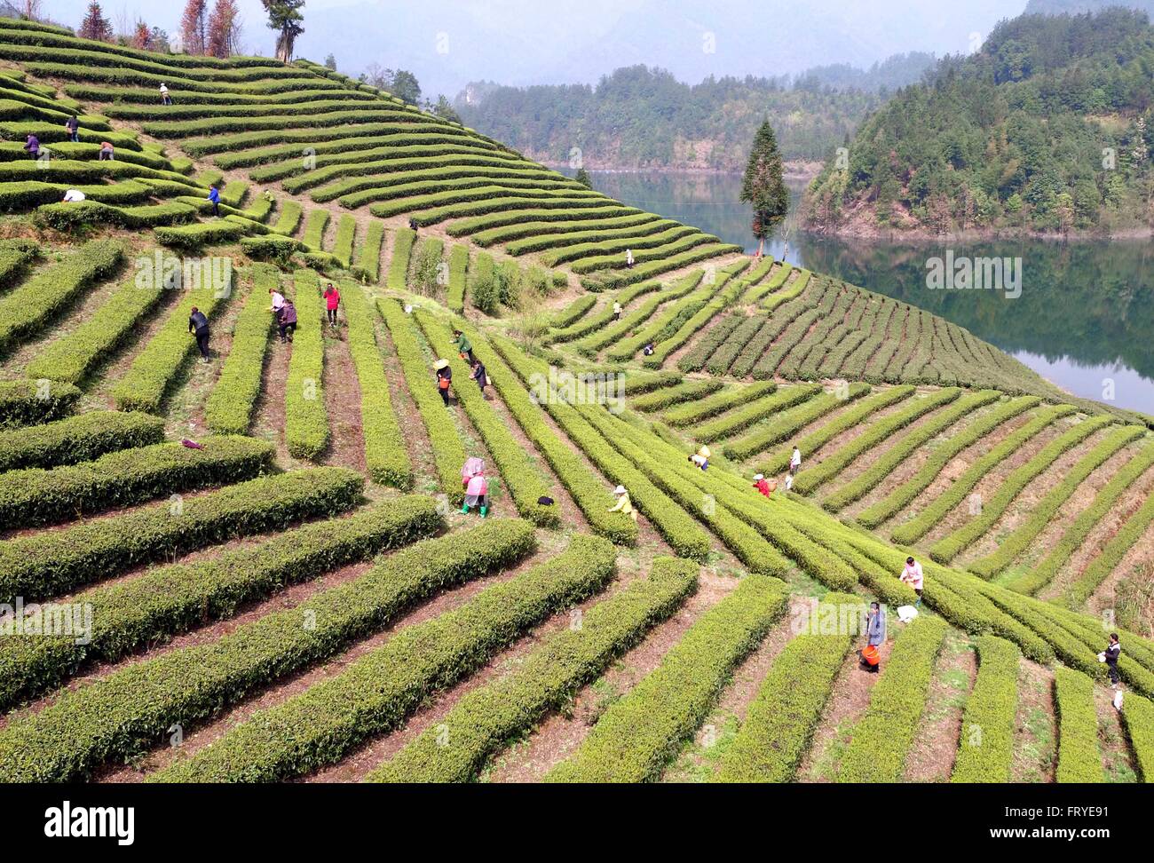 Xuan'en, la Cina della provincia di Hubei. 25 Mar, 2016. Coltivatori di tè pick le foglie di tè in un tea garden Ganjiaba nel villaggio di Xuan'en County, centrale cinese della provincia di Hubei, Marzo 25, 2016. Xuan'en contea è ben noto per il suo tributo Wujiatai tè. © Song Wen/Xinhua/Alamy Live News Foto Stock