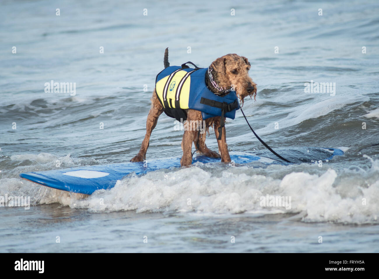 Fernandina Beach, Stati Uniti d'America. Il 24 marzo 2016. Un giorno prima del grande evento cani provenienti da tutto il paese di partecipare a un cane clinica surf guidato da Adam scatta Steinberg alla spiaggia principale su Amelia Island, Stati Uniti d'America. Credito: David giorno/Alamy Live News. Foto Stock