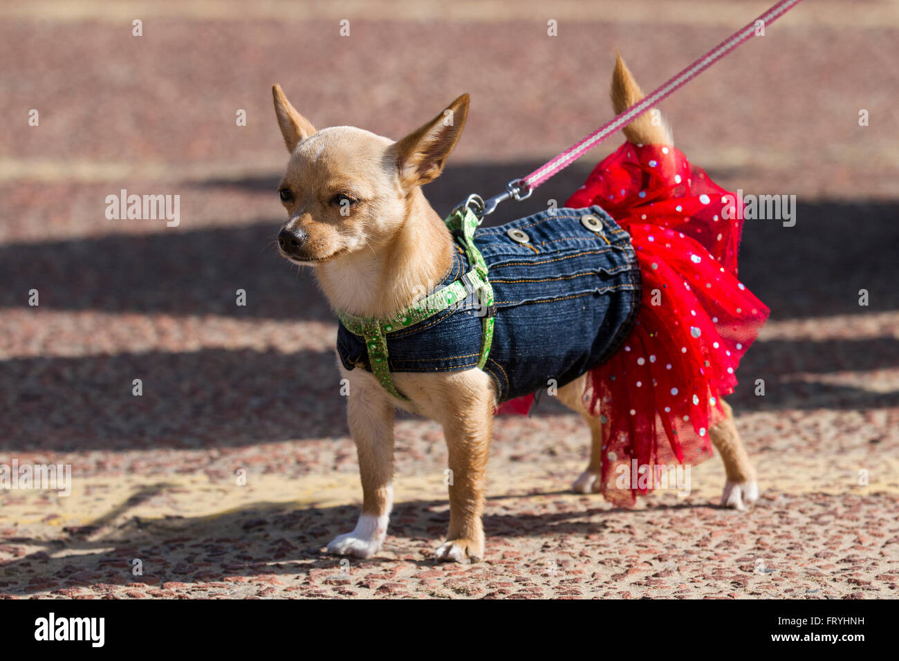 New Brighton, Wallasey, Regno Unito 25 marzo, 2016. Dog Fancy Dress. Una croce 3/4 Chihuahua, un piccolo cane giocattolo, impropriamente, irrelevantly e inopportunamente chiamato Simba il leone, ruba la mostra nel suo red frilly ornamentali, fantasia, elaborare, frou frou-tonaca come ella parate giù il promende, nello stile del Vecchio Victorians. Foto Stock