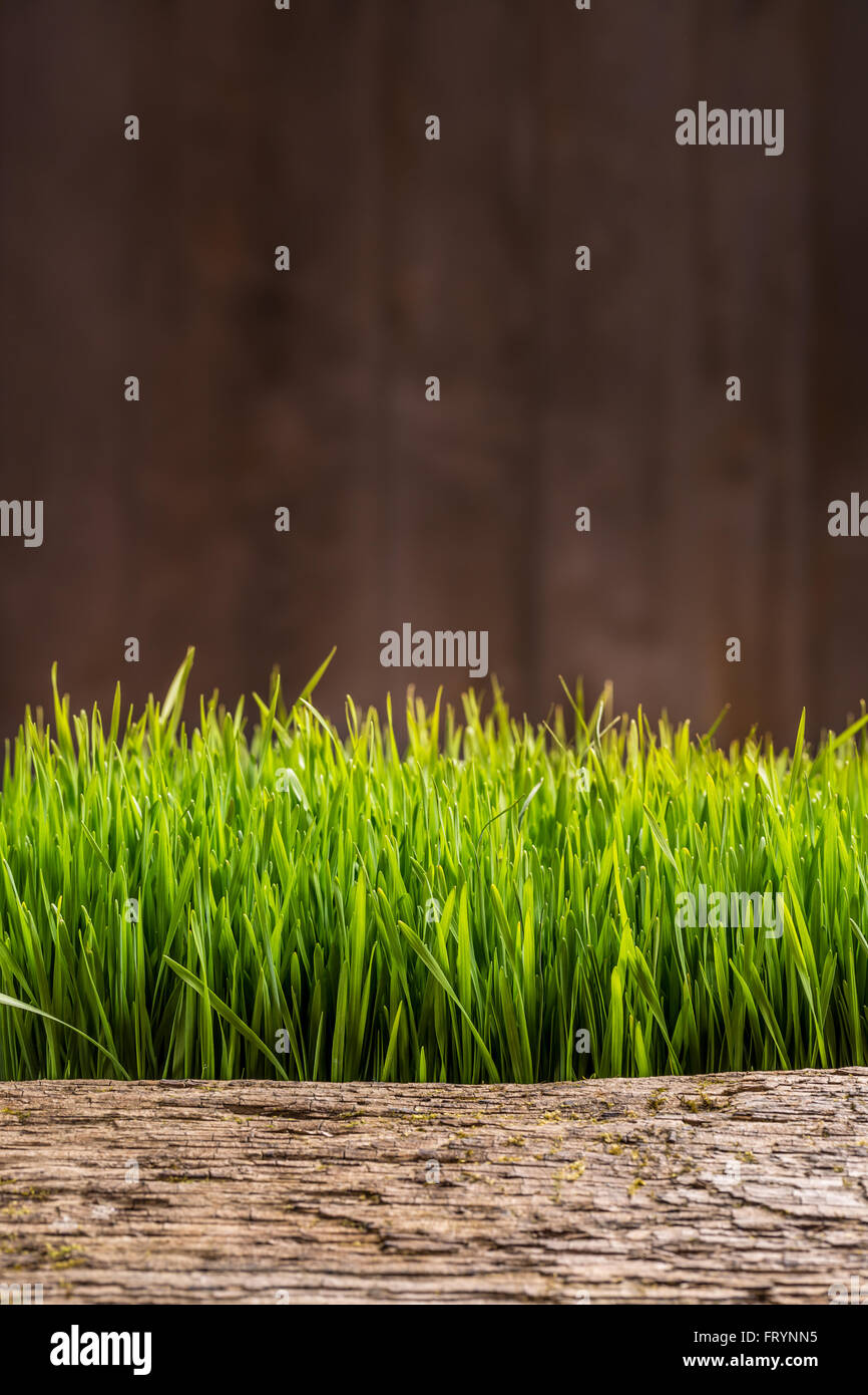 Molla di fresca erba verde con spazio per il testo Foto Stock