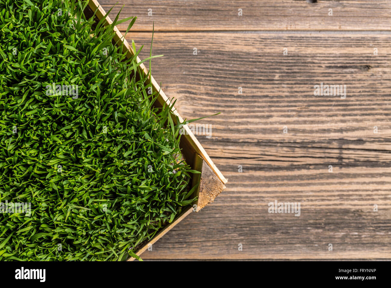 Vista dall'alto di germogli di grano verde erba Foto Stock