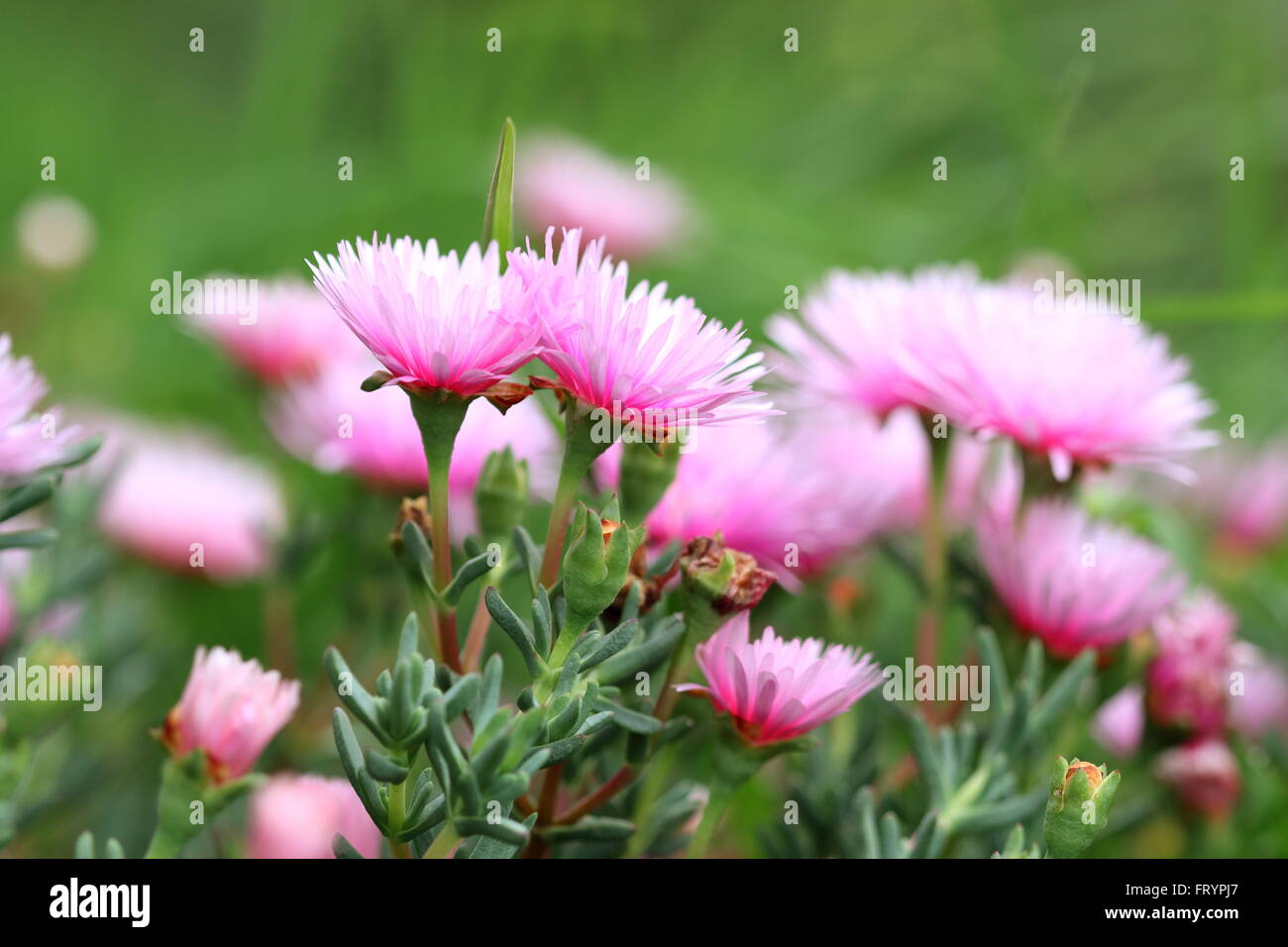 Close up Hot Pink mesembryanthemaceae, Mesembryanthemum o noto come Lampranthus o rosso Livingstone margherite in piena fioritura Foto Stock