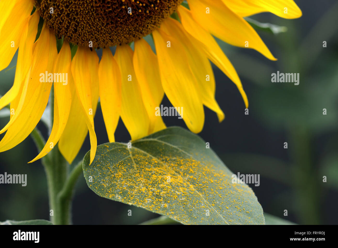 Close up dei semi di girasole e di polline sulla lamina Foto Stock
