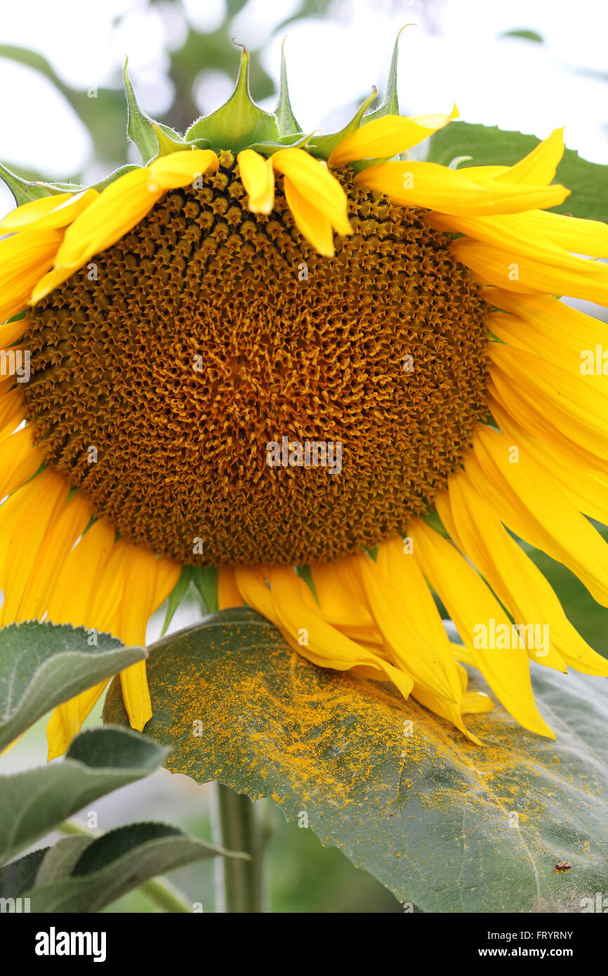 Close up dei semi di girasole e di polline sulla lamina Foto Stock