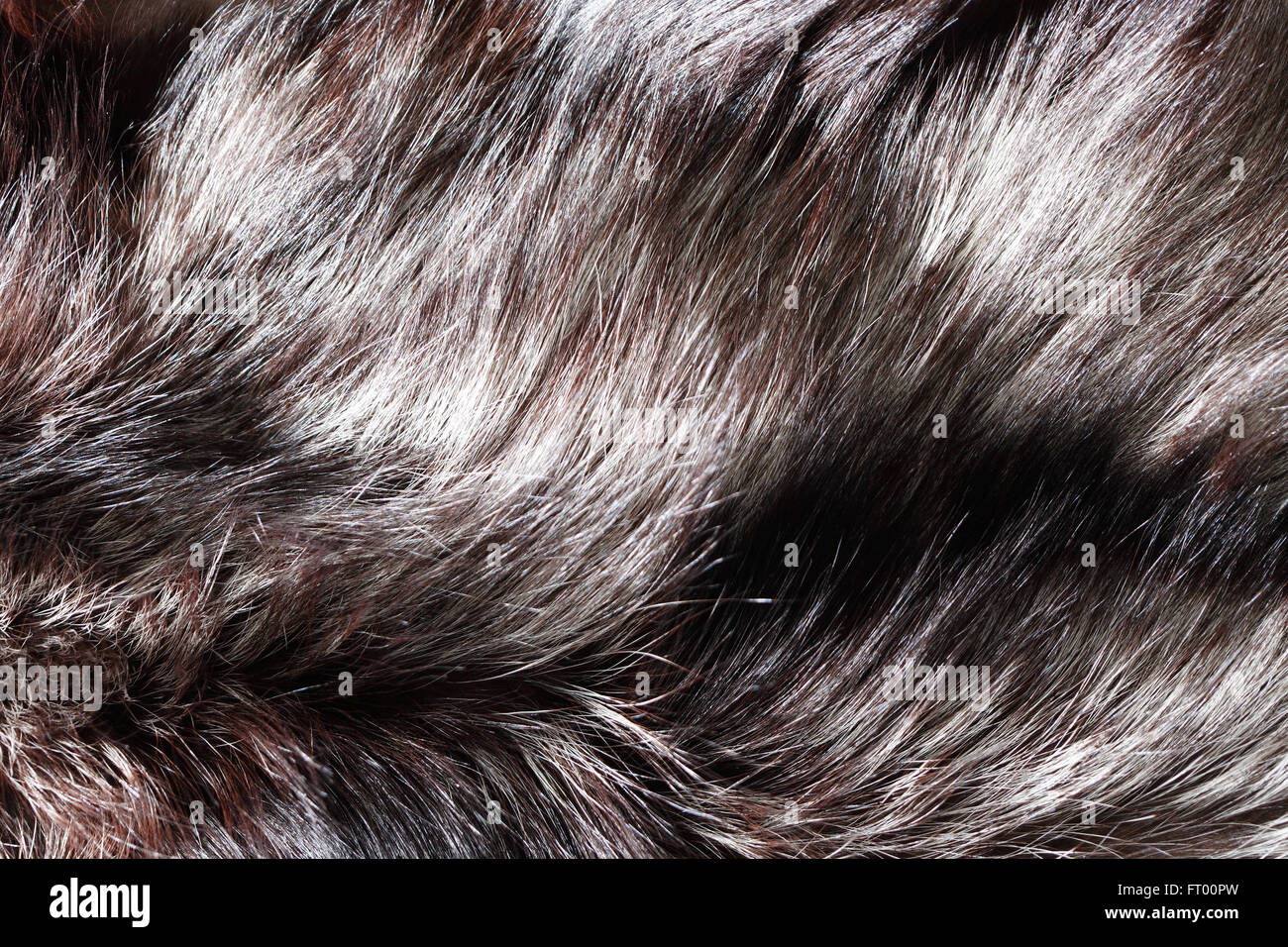 Macro shot di black fox fur. Nice background Foto Stock