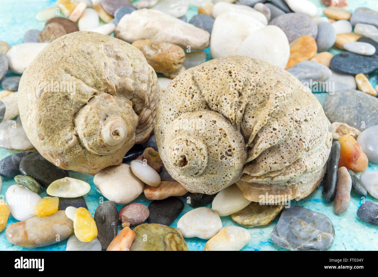 Interessante conchiglie con pietre di mare vicino fino Foto Stock