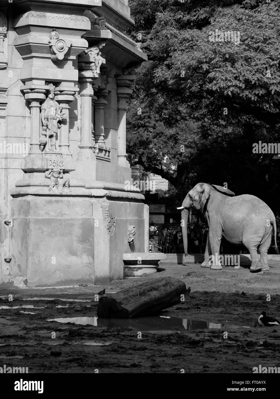 Elefante, Zoo di Buenos Aires Foto Stock
