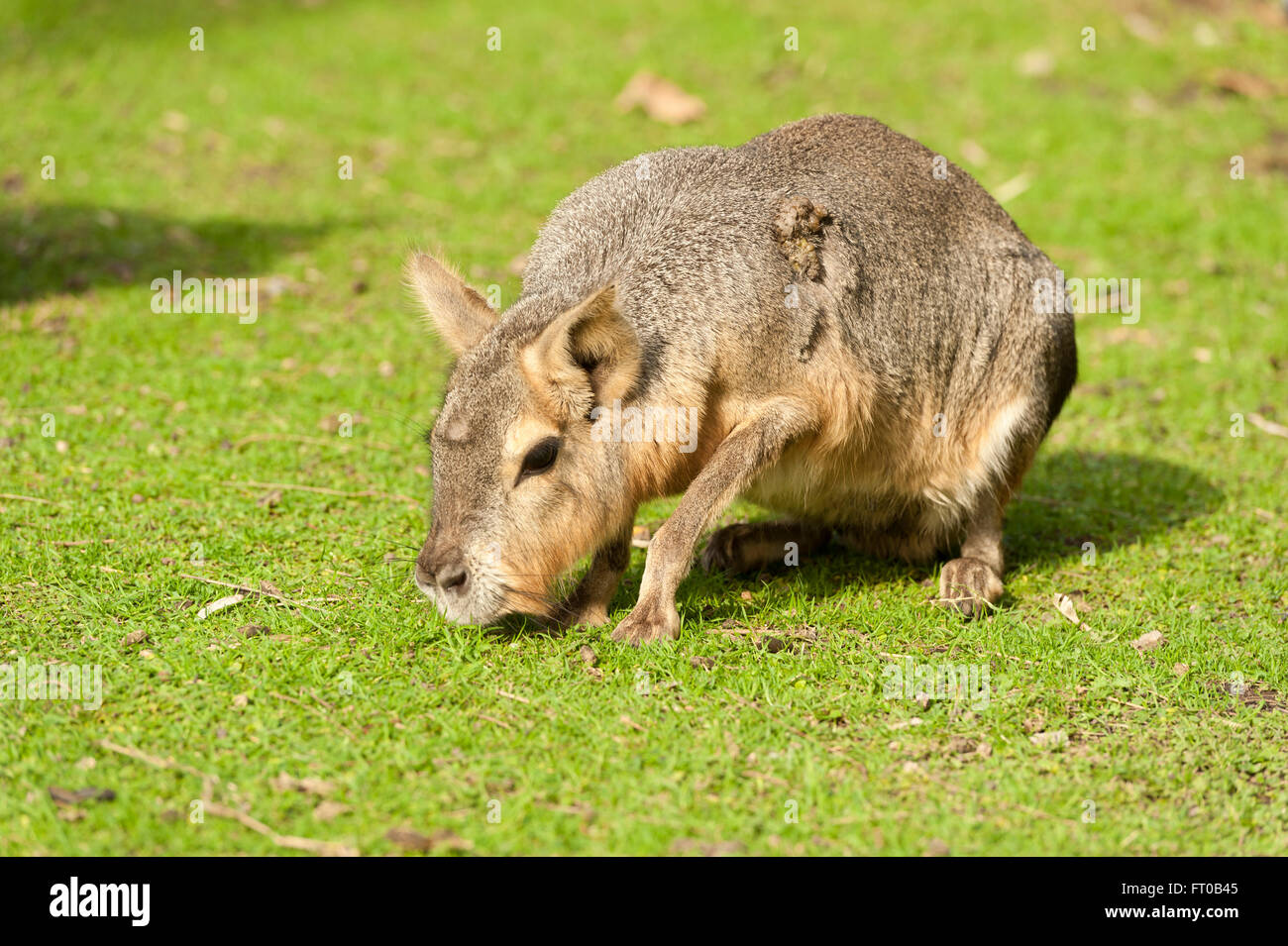 Capybara sniffing, Buenos Aires Foto Stock