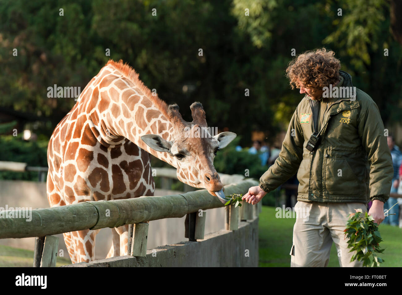 Giraffe, Zoo di Buenos Aires Foto Stock
