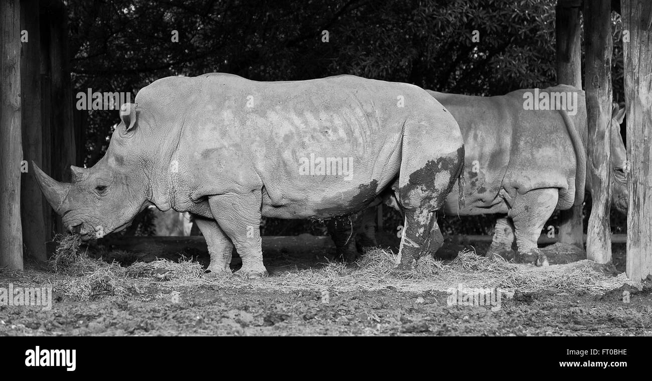 Rinoceronte, Zoo di Buenos Aires, Ecoparque BA Foto Stock
