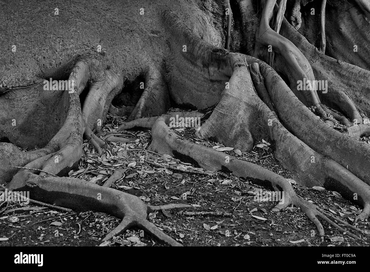 Radici di albero esposte bianche e nere, Buenos Aires Foto Stock