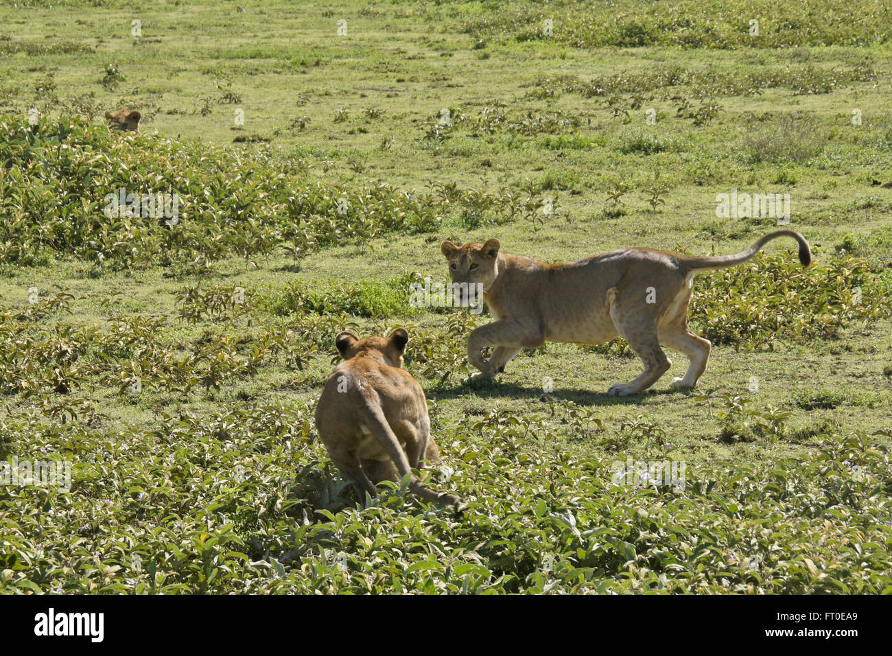 Lion cubs giocando, Ngorongoro Conservation Area (Ndutu), Tanzania Foto Stock
