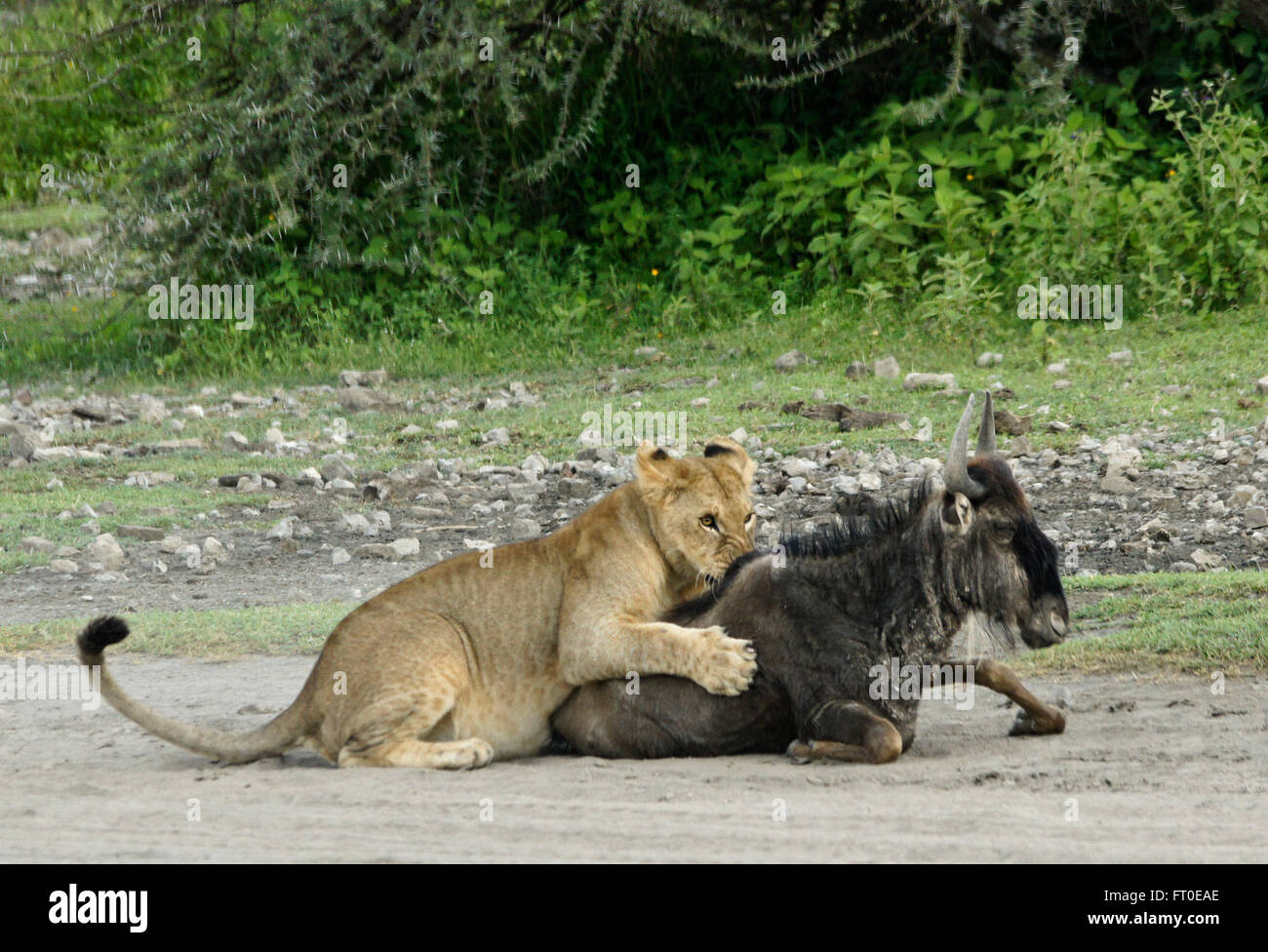 Giovani lion con malati giovani GNU, Ngorongoro Conservation Area (Ndutu), Tanzania Foto Stock