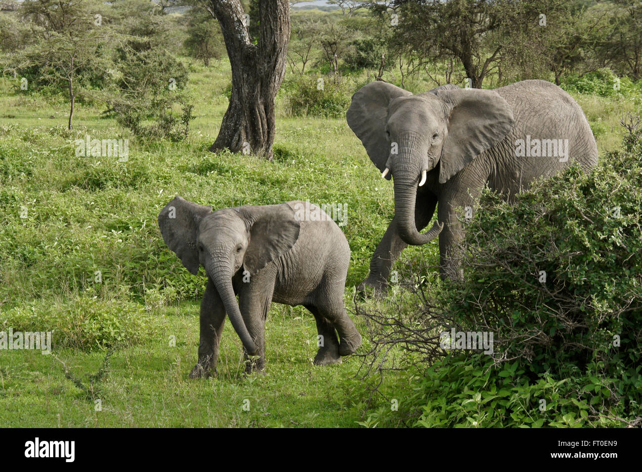Diffidenti femmina d'elefante e del polpaccio, Ngorongoro Conservation Area (Ndutu), Tanzania Foto Stock