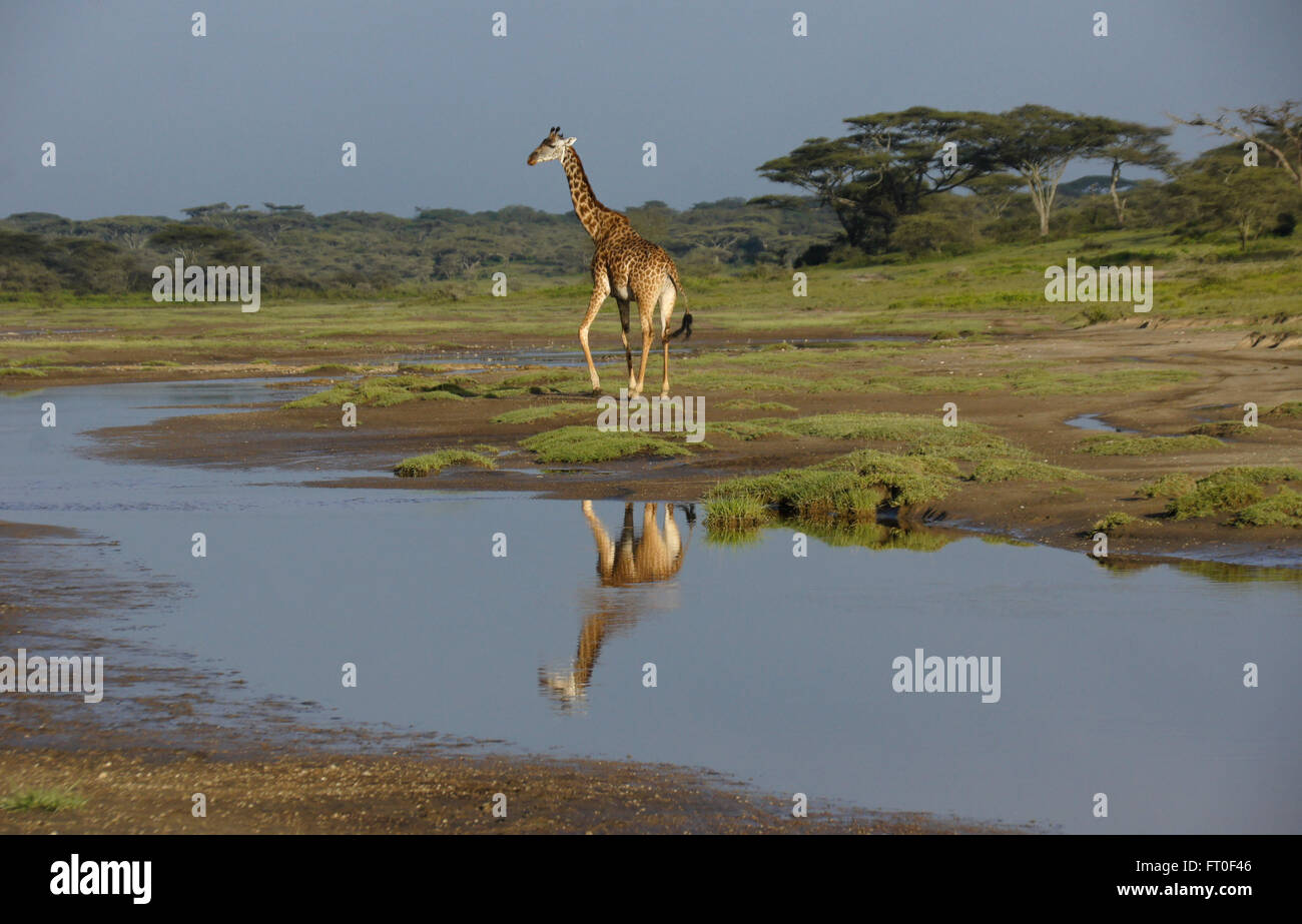 Masai giraffe riflesso in uno stagno, Ngorongoro Conservation Area (Ndutu), Tanzania Foto Stock