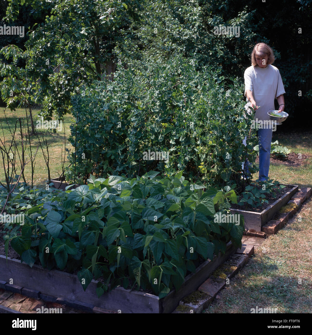 Donna raccolta di piselli in una pentola di vegetali in un paese orto per solo uso editoriale Foto Stock