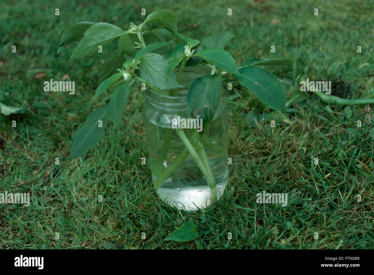 Taglio delle talee dahlia in un vasetto di vetro Foto Stock