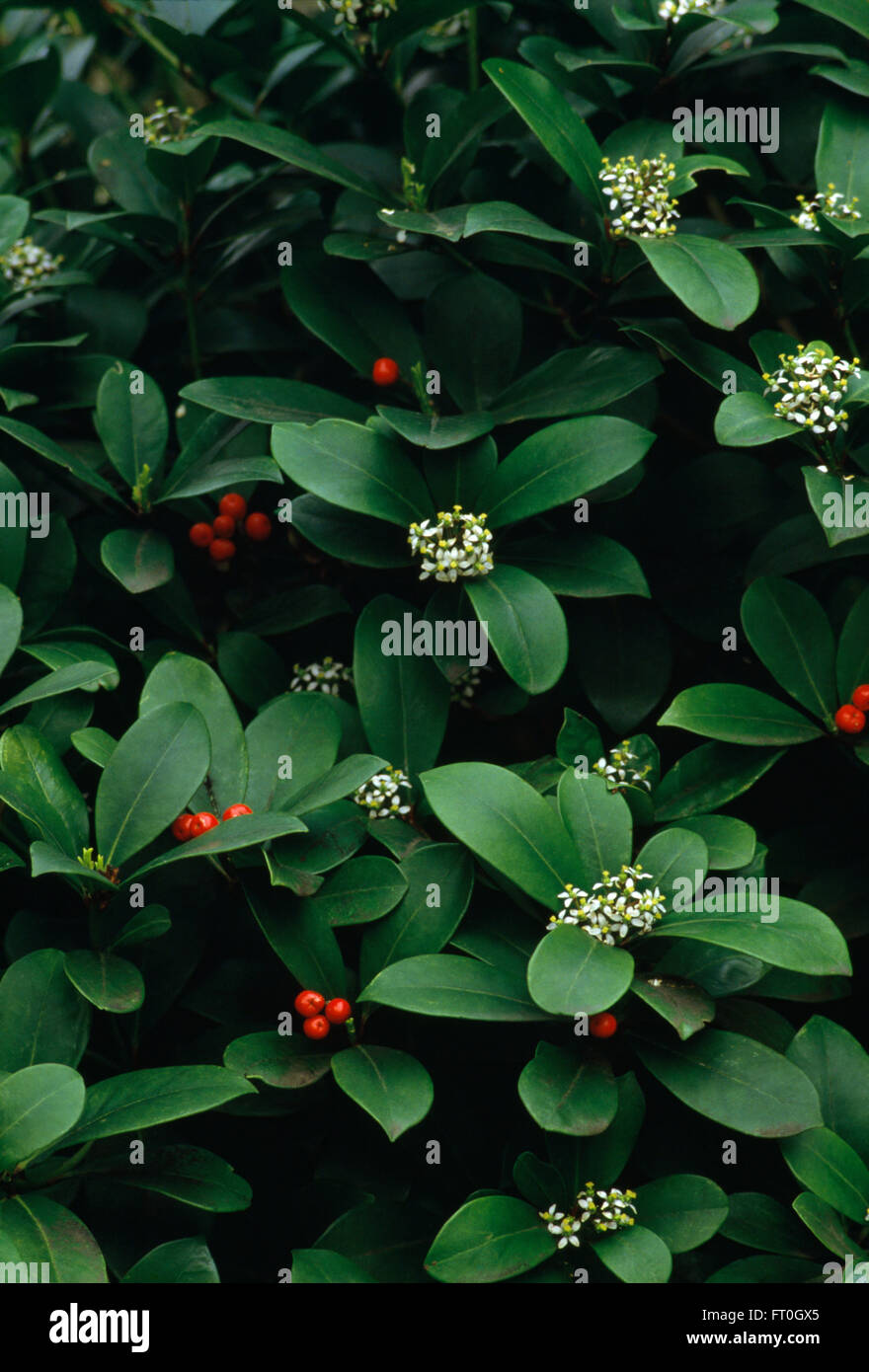 Close-up di un skimmia Japonica con bacche rosse e fiori di colore bianco Foto Stock