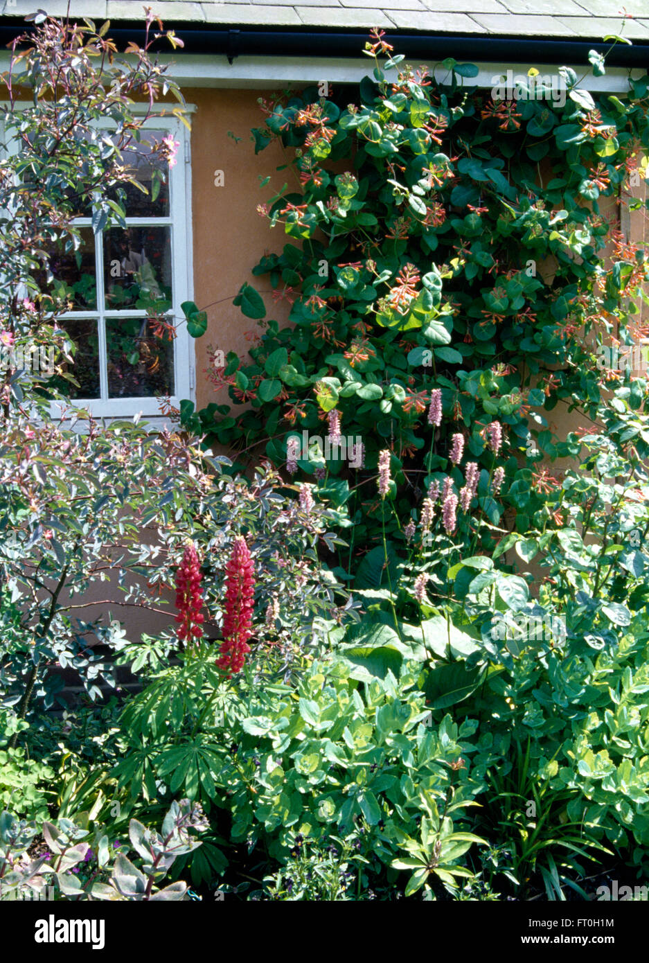 Rosa pallido e knotweed lupini rosso nel bordo inferiore della finestra con COTTAGE CAPRIFOGLIO e Rosa Rubifolia sulle pareti Foto Stock