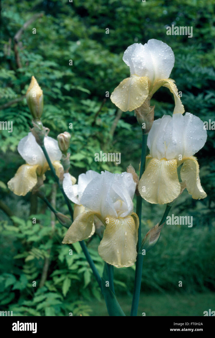 Close-up di un pallido, cremosa iris gialla Foto Stock