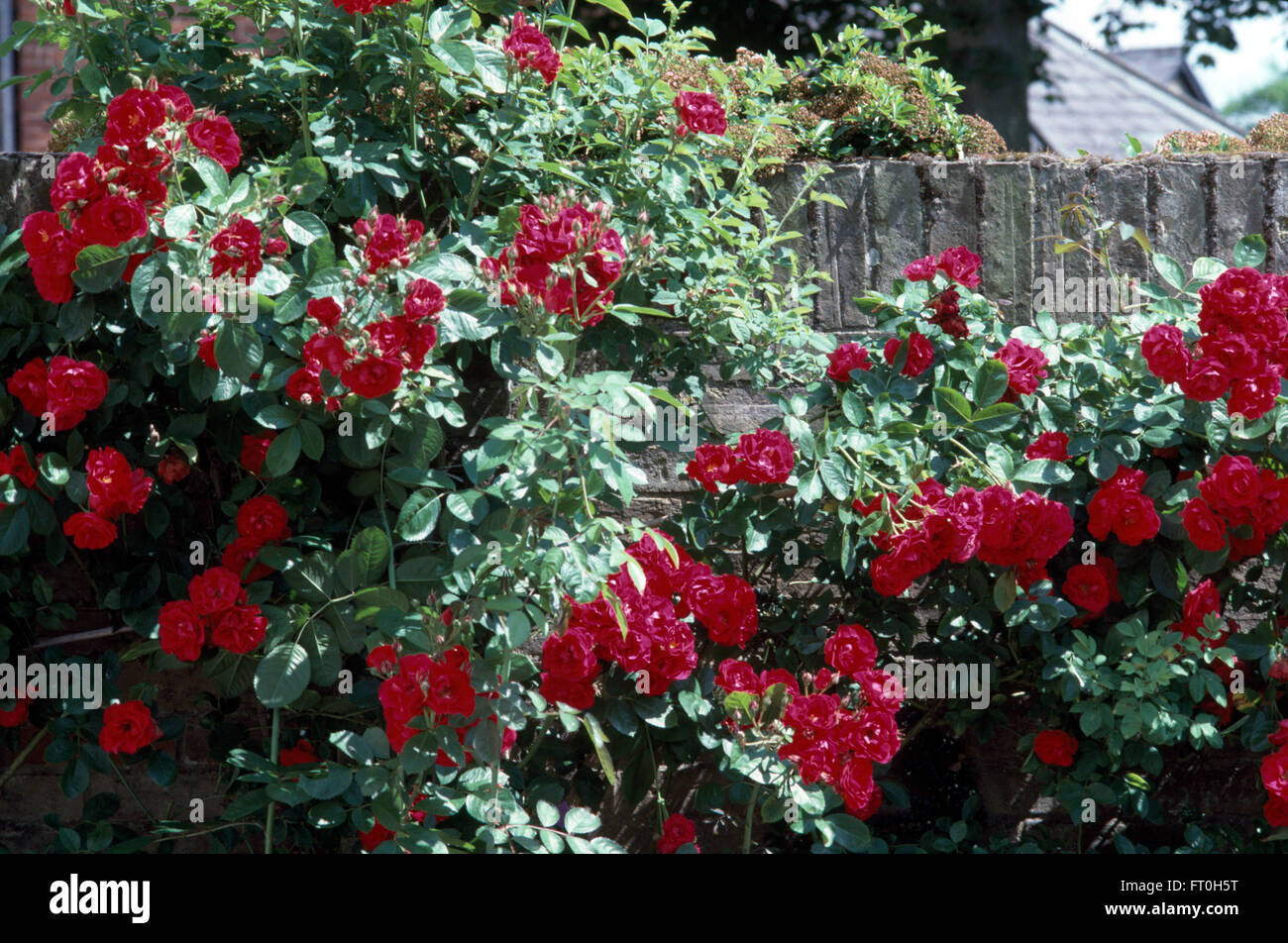 Close-up di rosso rosa rampicante Blaze Foto Stock