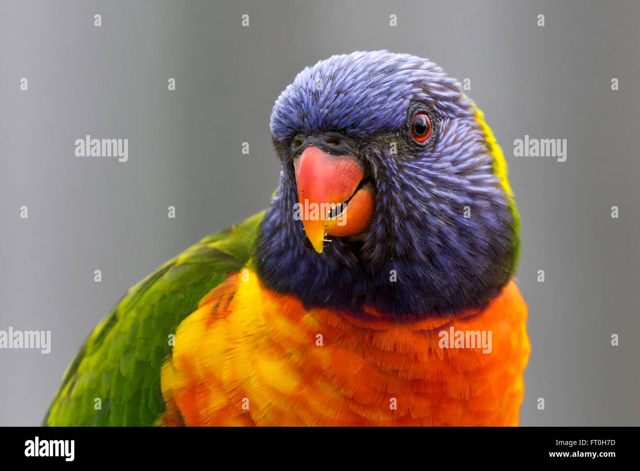 Rainbow lorikeet Foto Stock