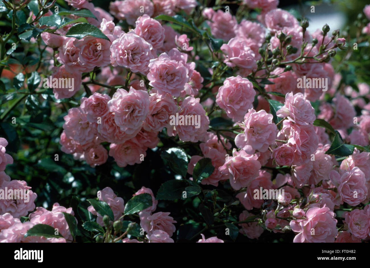 Close-up di rosa le rose Fairy Foto Stock