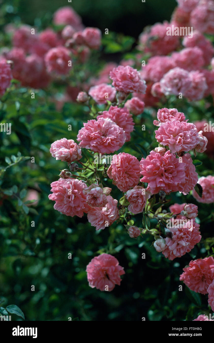 Close-up di rosa rosa rampicante, la fata Foto Stock