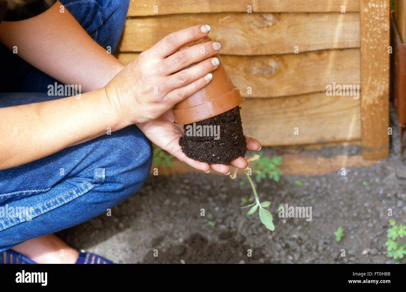 Close-up di mani a bussare fuori una pianta da un vaso in materia plastica Foto Stock