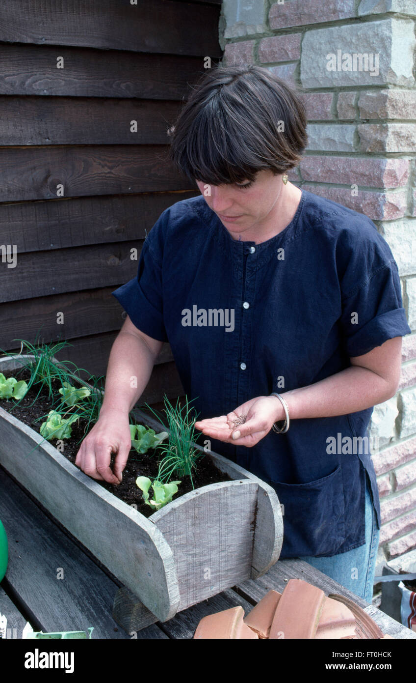 Donna di piantare una finestra in legno scatola con le lattughe e erba cipollina per solo uso editoriale Foto Stock