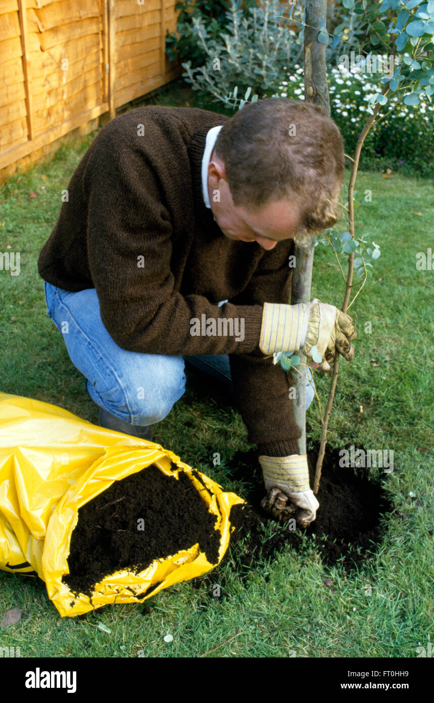 Il Giardiniere di piantare un piccolo albero di eucalipto in un prato per solo uso editoriale Foto Stock