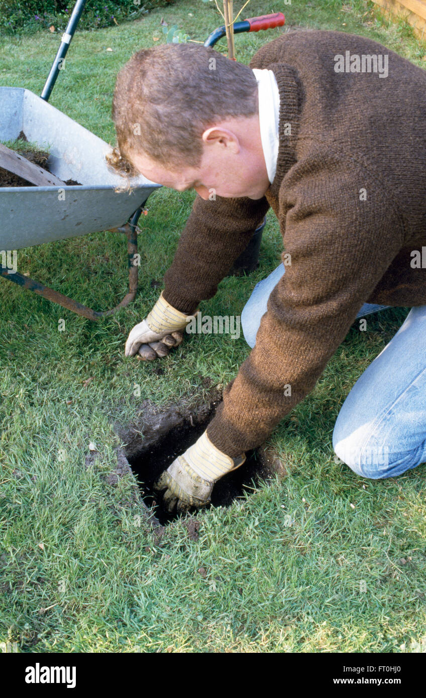 L'uomo l'applicazione di farine di ossa per un nuovo foro scavato per un piccolo albero in un prato per solo uso editoriale Foto Stock