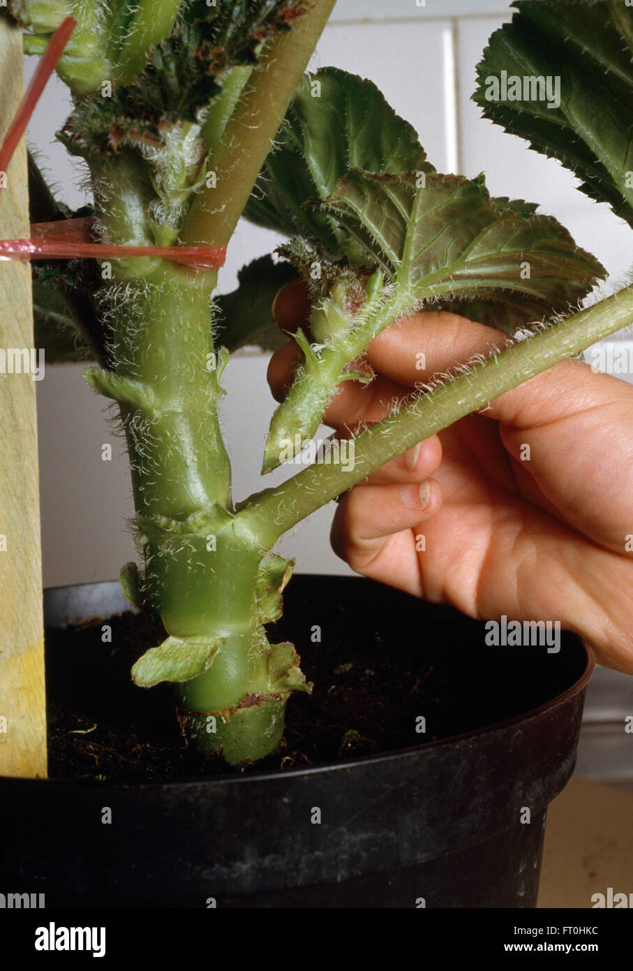 Close-up di una mano prendendo un taglio da una begonia Foto Stock