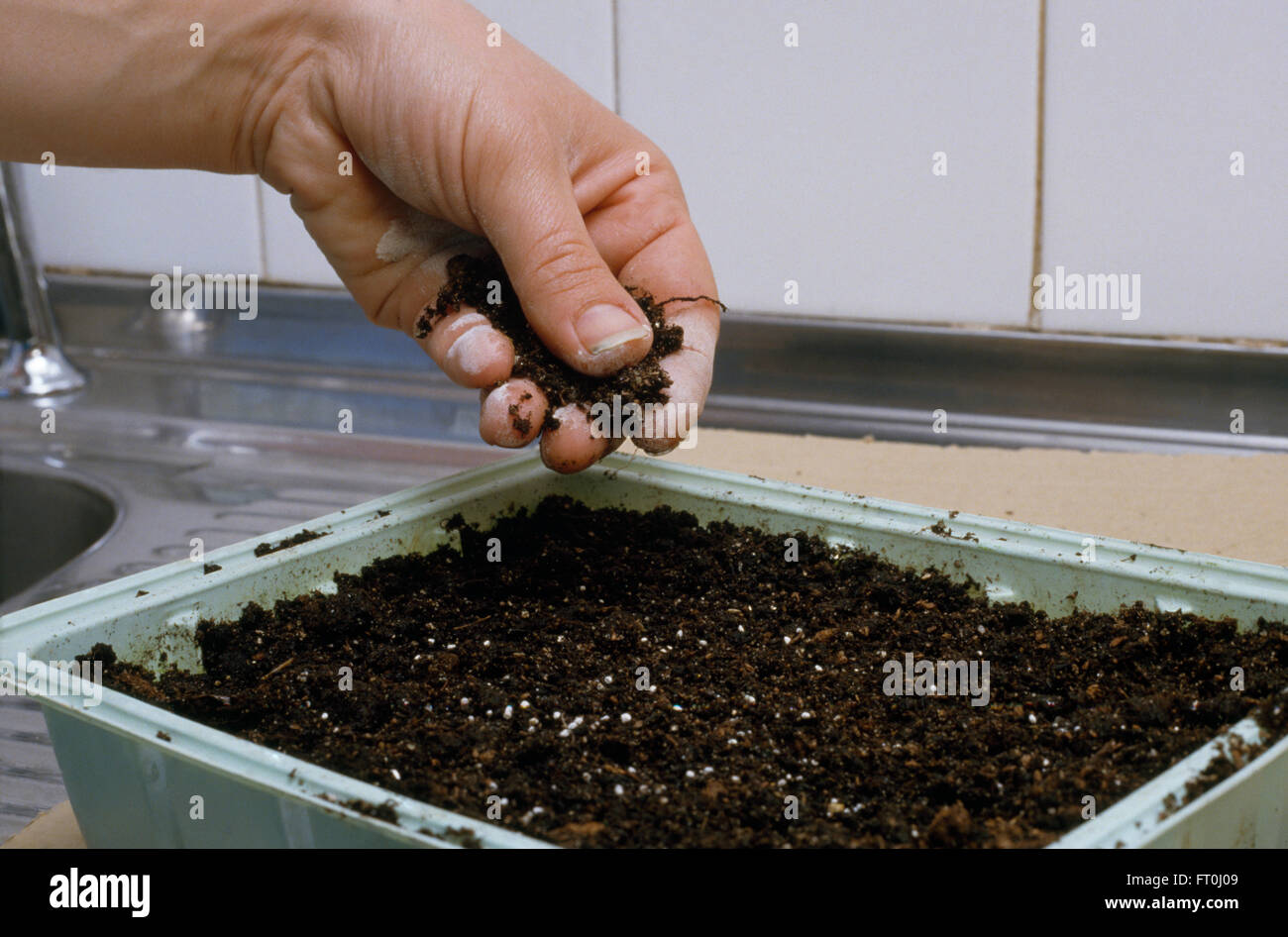 Close-up di mani di piantare i semi in un vassoio di plastica Foto Stock