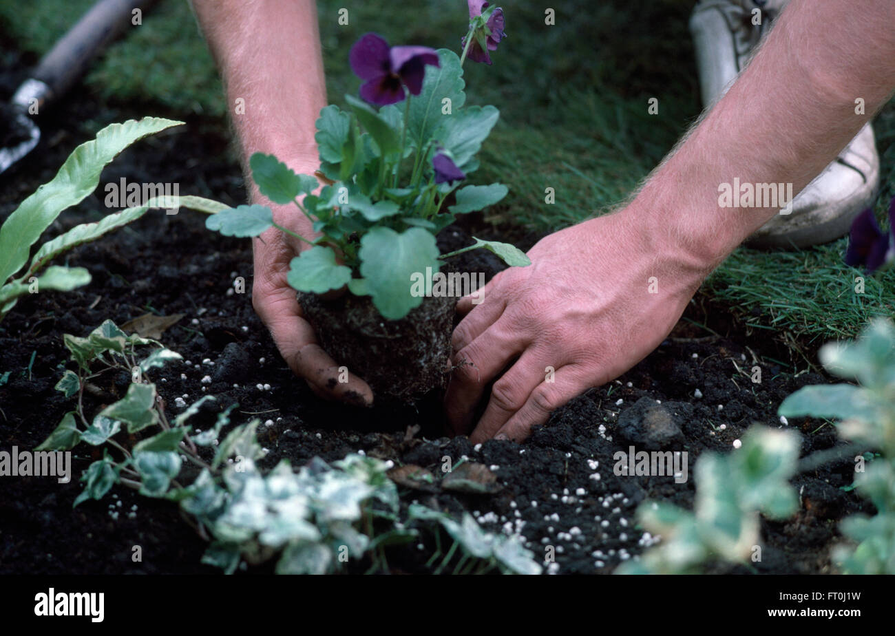 Close-up di mani di piantare un viola pansy Foto Stock