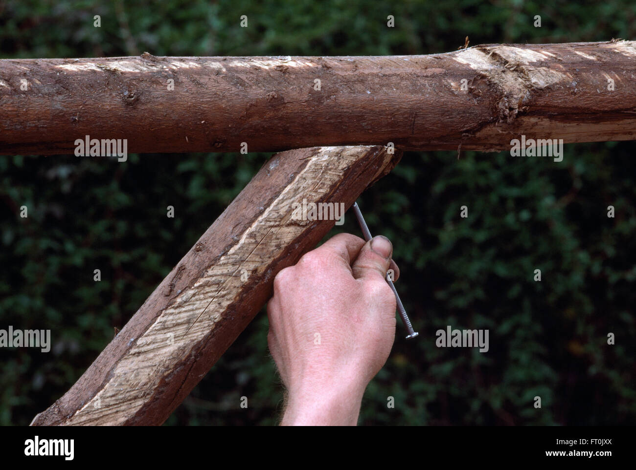 Close-up di una mano che tiene un unghia lunga per montare insieme posti di legno su un rustico pergola in legno Foto Stock