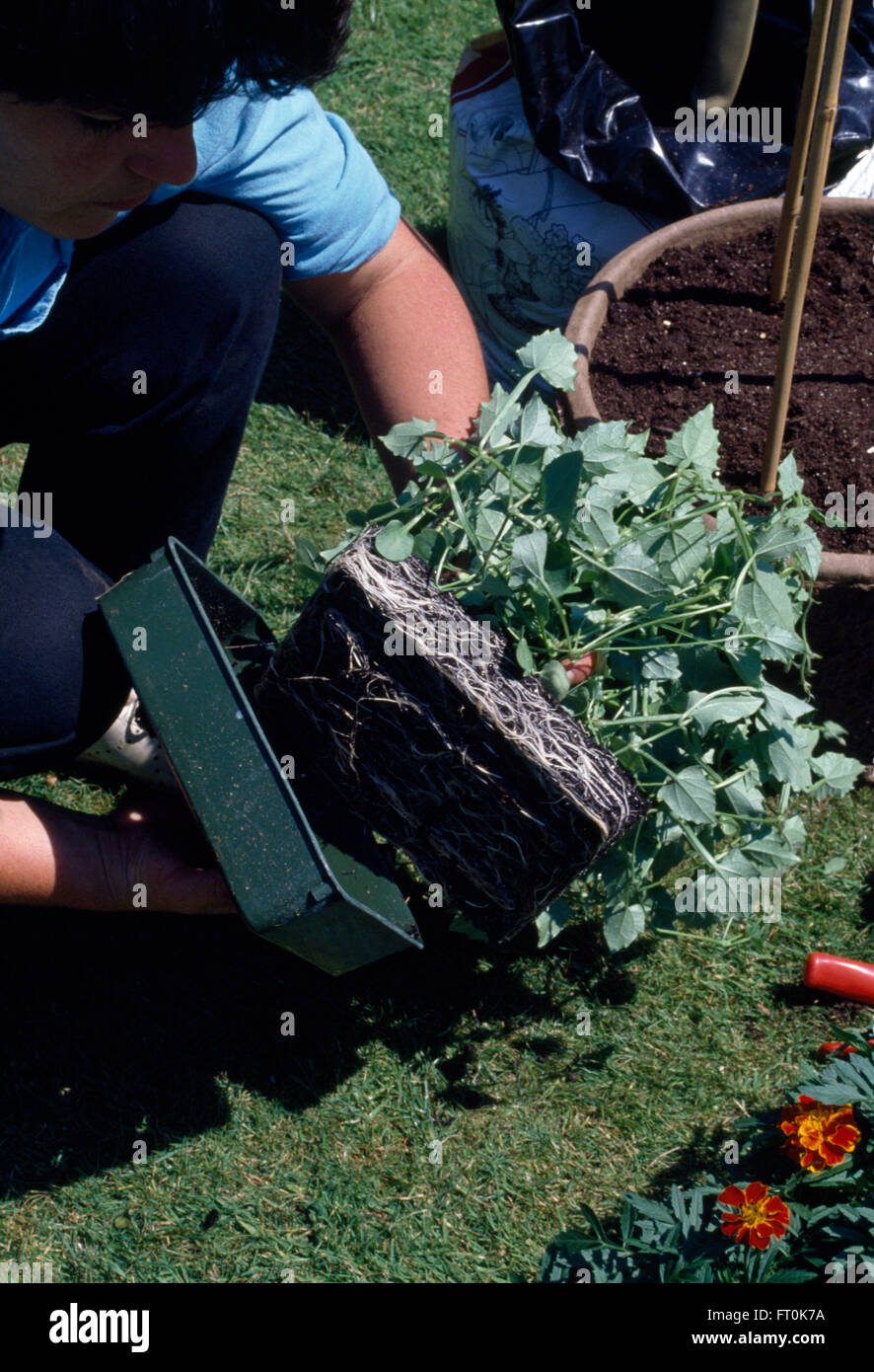 Close-up di una donna la rimozione di piante annue da un vassoio di plastica prima di piantare in un vaso per solo uso editoriale Foto Stock