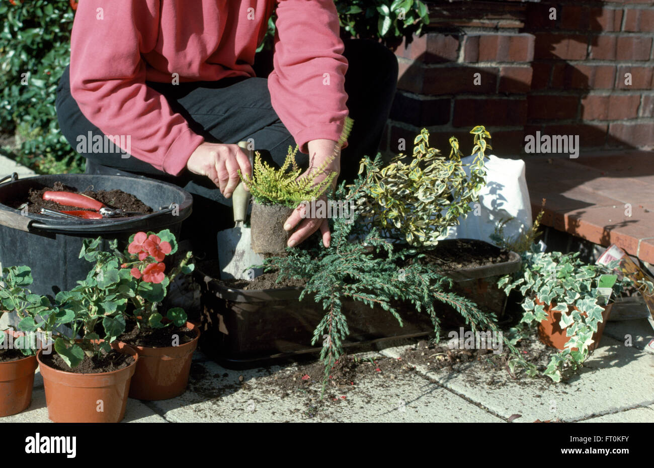 Close-up di una donna di piantare una finestra casella con trailing ivy e piccole conifere per solo uso editoriale Foto Stock