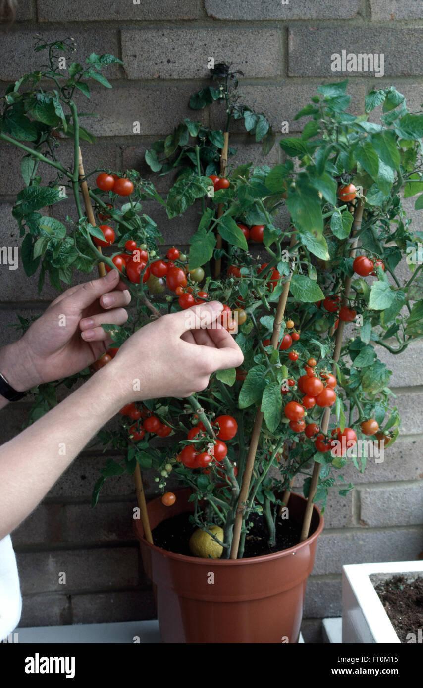 Close-up di mani picking pomodori piccoli che crescono in una pentola Foto Stock