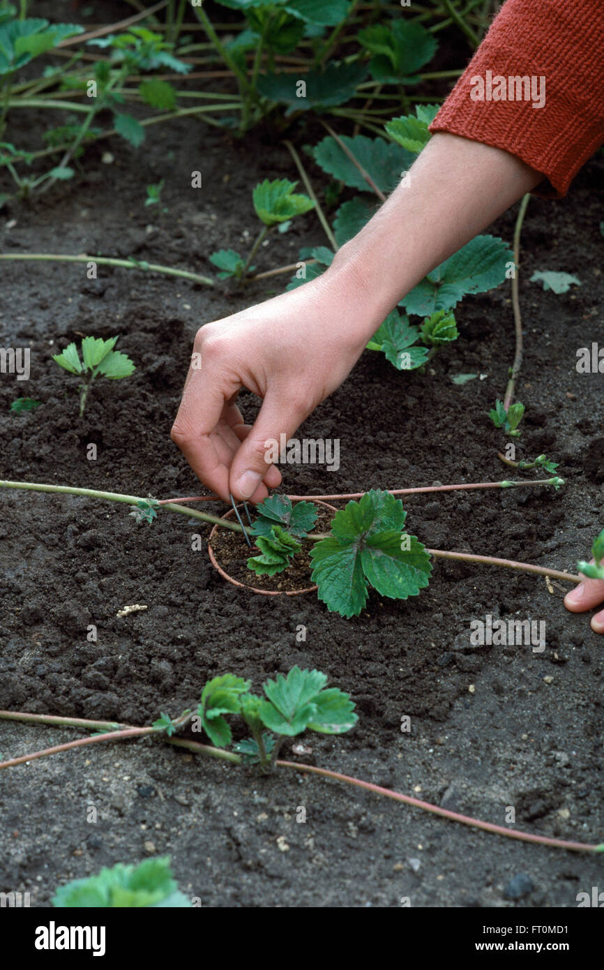 Close-up di mani la piantagione di piante di fragola in vasi da guide di scorrimento Foto Stock