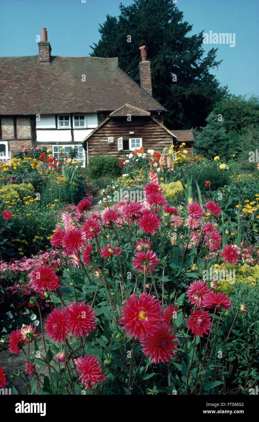 Confine di rosa dalie nel giardino anteriore di un cottage di campagna Foto Stock