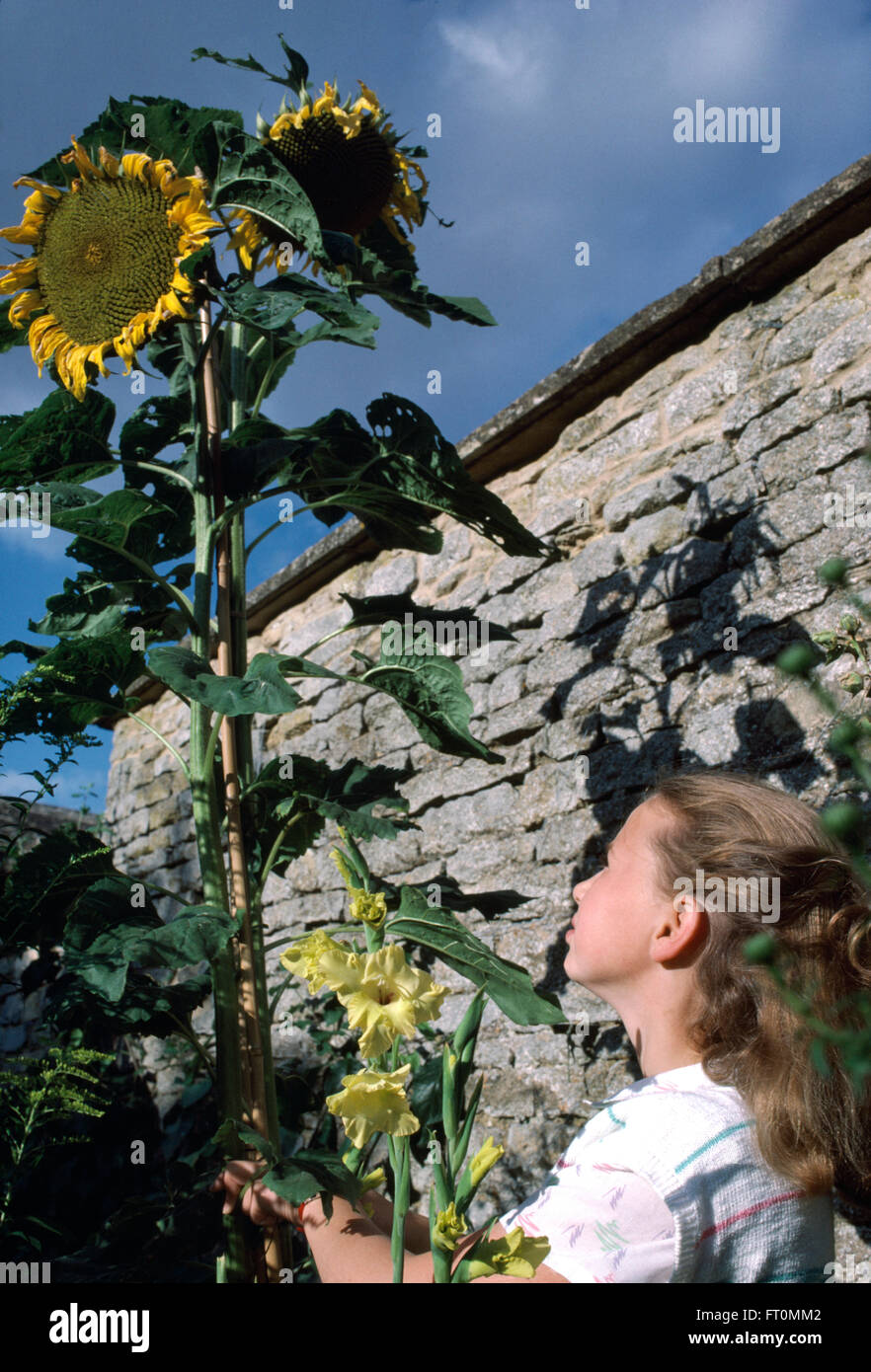 Piccola ragazza in piedi accanto a un girasole alto per solo uso editoriale Foto Stock