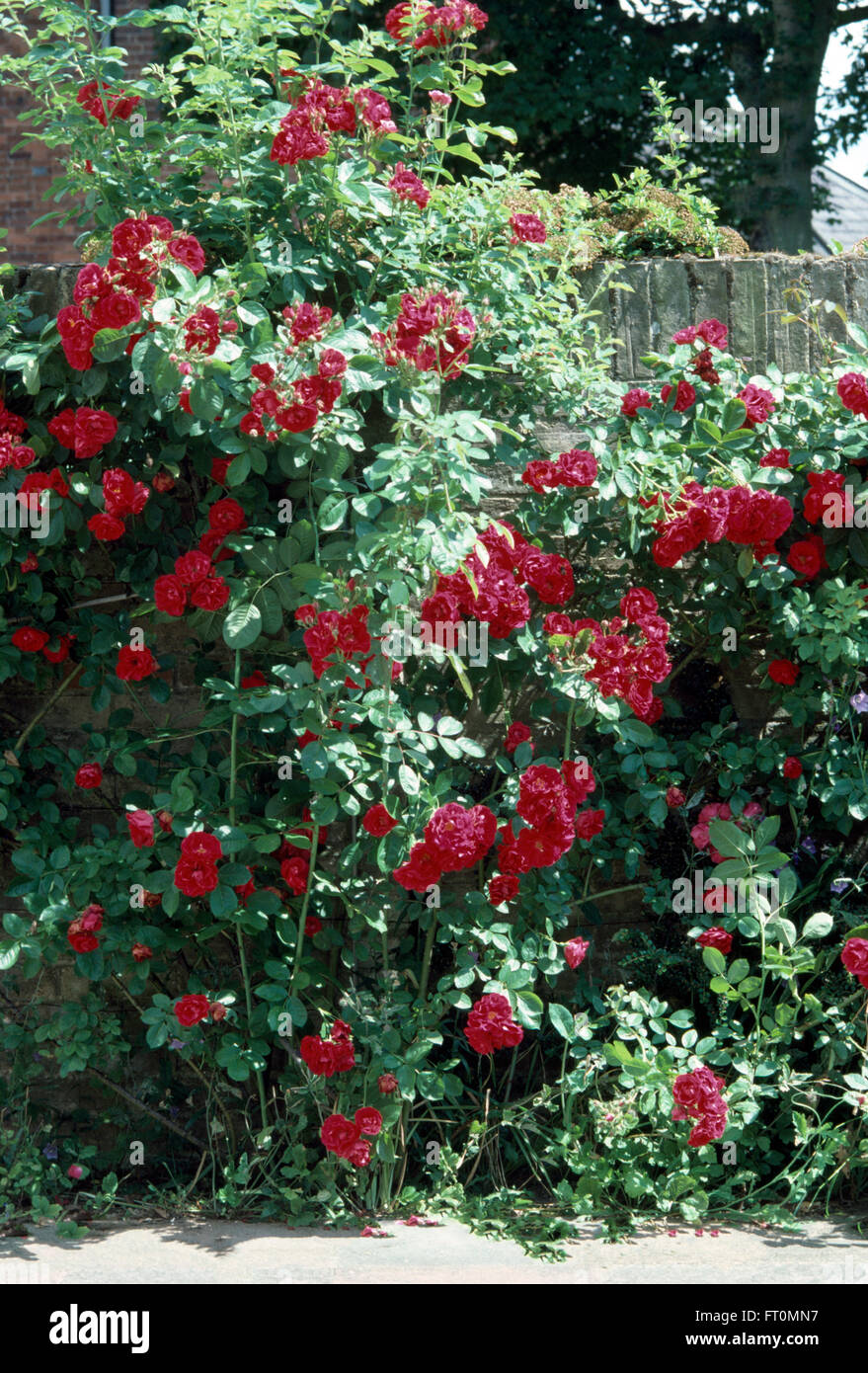 Close-up di red rose rampicanti su una staccionata di legno in un bordo del giardino Foto Stock