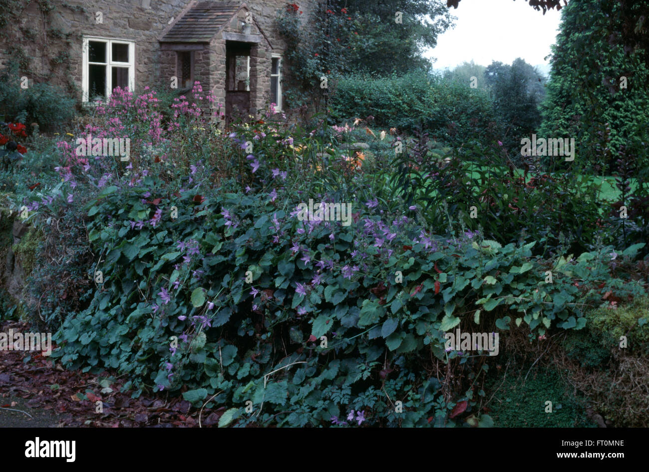 Blu campanula di coda su muretto in country Garden cottage Foto Stock